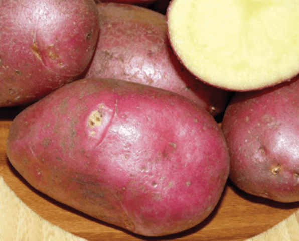 Varieties of red (or pink) potatoes with photos and descriptions