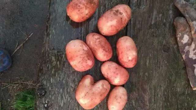 Varieties of red (or pink) potatoes with photos and descriptions