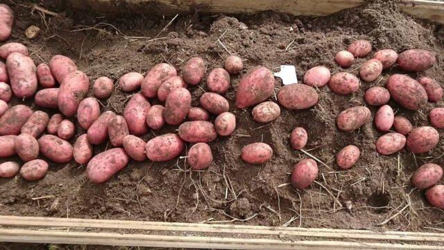 Varieties of red (or pink) potatoes with photos and descriptions