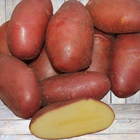 Varieties of red (or pink) potatoes with photos and descriptions