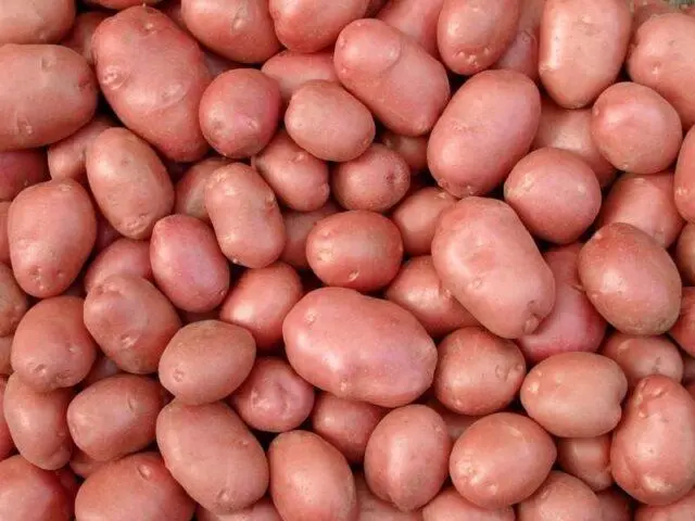 Varieties of red (or pink) potatoes with photos and descriptions