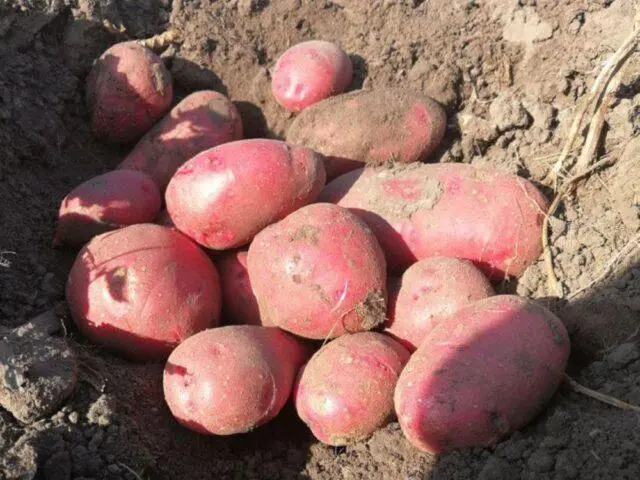 Varieties of red (or pink) potatoes with photos and descriptions