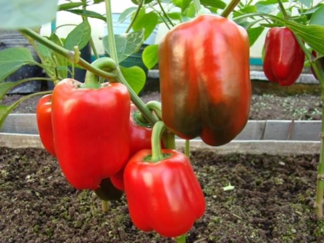 Varieties of red peppers