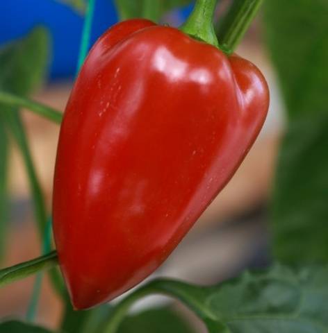 Varieties of red peppers