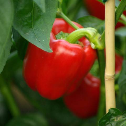 Varieties of red peppers