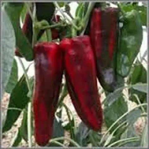 Varieties of red sweet long pepper