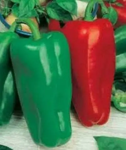 Varieties of red sweet long pepper