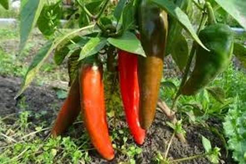 Varieties of red sweet long pepper