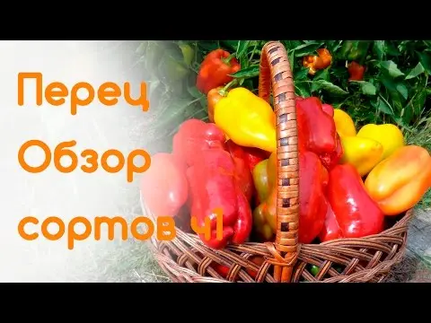 Varieties of red sweet long pepper