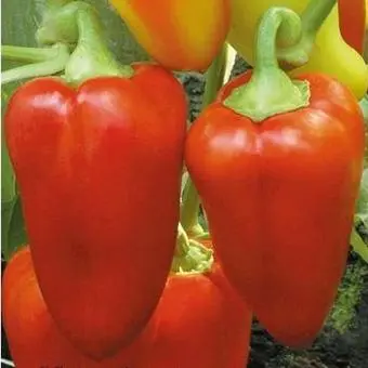 Varieties of red sweet long pepper