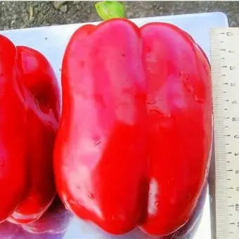 Varieties of red sweet long pepper