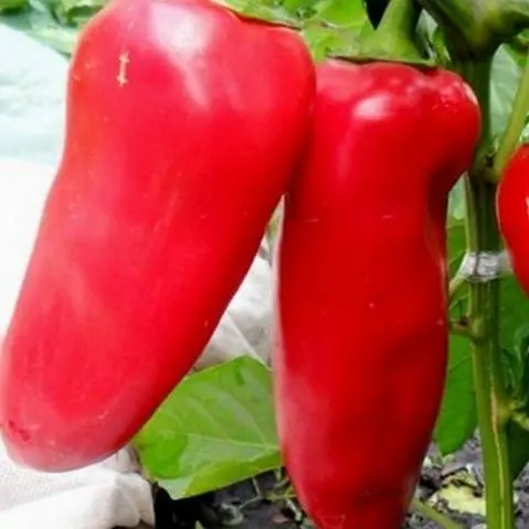 Varieties of red sweet long pepper