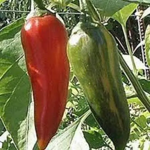 Varieties of red sweet long pepper