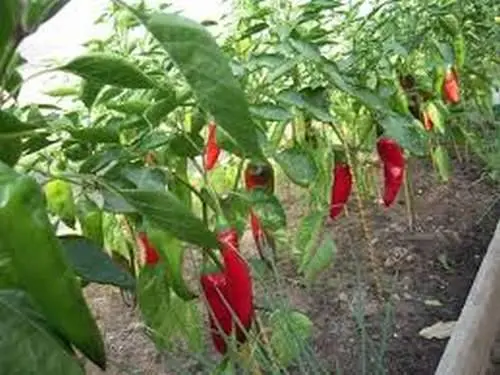 Varieties of red sweet long pepper