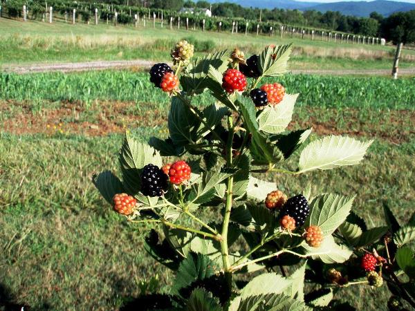 Varieties of remont blackberry: characteristics and cultivation