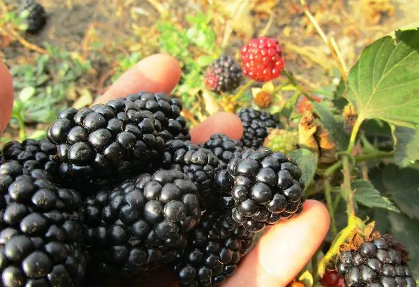 Varieties of remont blackberry: characteristics and cultivation