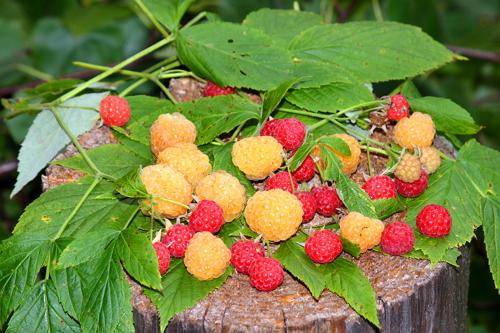 Varieties of remontant raspberries: photo and description, reviews