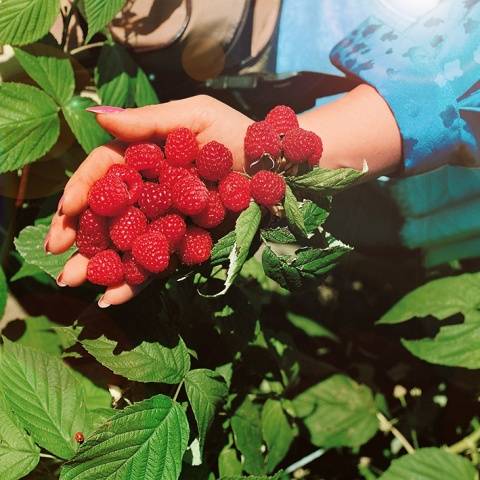 Varieties of remontant raspberries: photo and description, reviews