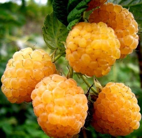 Varieties of remontant raspberries: photo and description, reviews