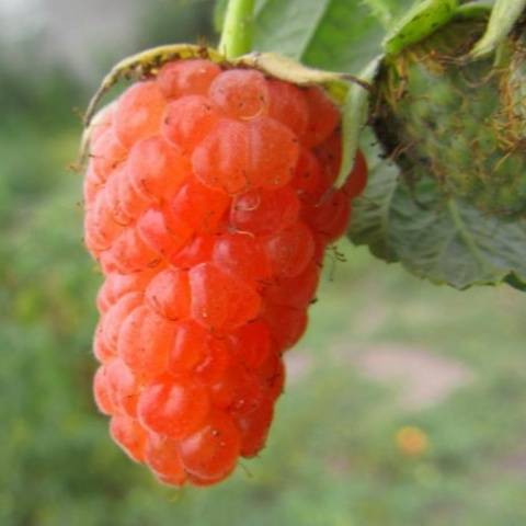 Varieties of remontant raspberries: photo and description, reviews