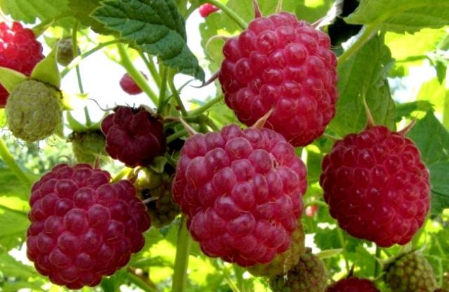 Varieties of remontant raspberries: photo and description, reviews