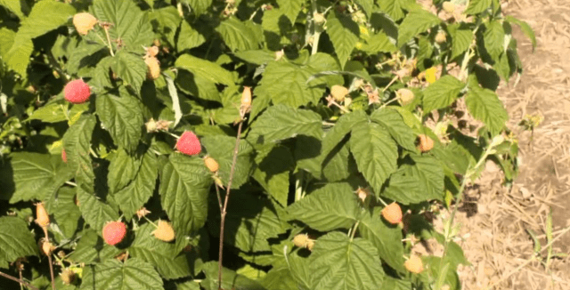 Varieties of remontant raspberries: photo and description, reviews