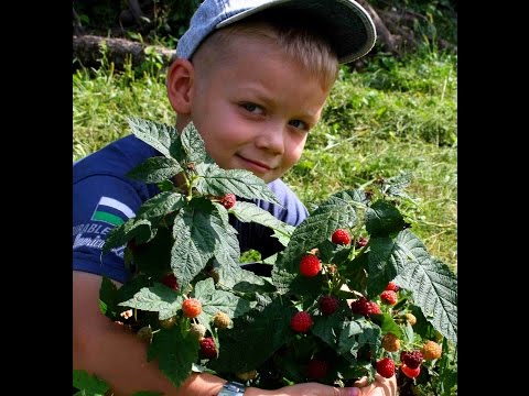 Varieties of remontant raspberries: photo and description, reviews