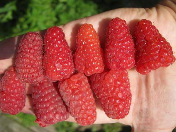 Varieties of remontant raspberries: photo and description, reviews