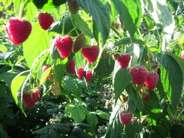 Varieties of remontant raspberries: photo and description, reviews