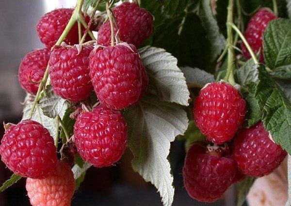 Varieties of remontant raspberries: photo and description, reviews