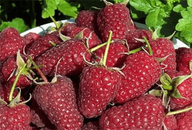 Varieties of remontant raspberries: photo and description, reviews