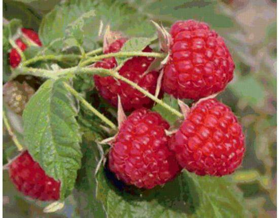 Varieties of remontant raspberries: photo and description, reviews