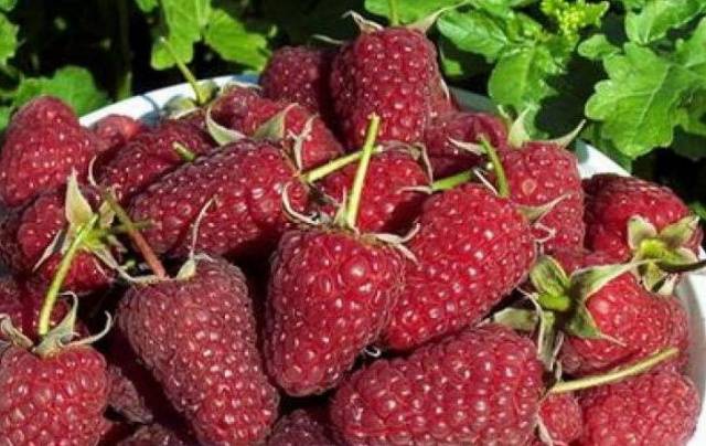 Varieties of remontant raspberries: photo and description, reviews