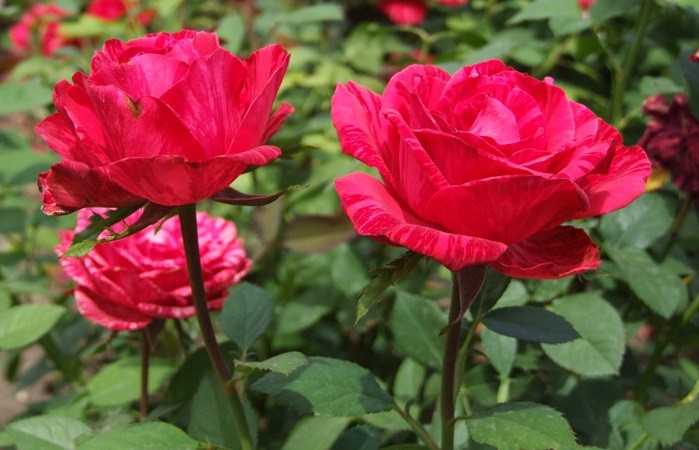 Varieties of roses: unique varieties of species for the garden and cottages