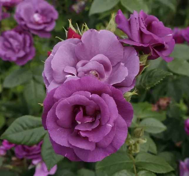 Varieties of roses: unique varieties of species for the garden and cottages