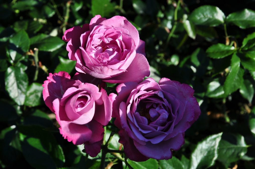 Varieties of roses: unique varieties of species for the garden and cottages