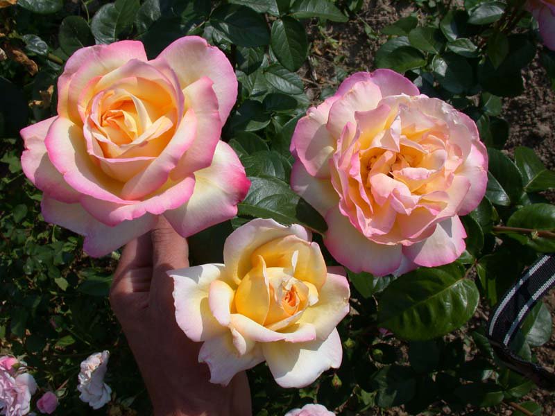 Varieties of roses: unique varieties of species for the garden and cottages