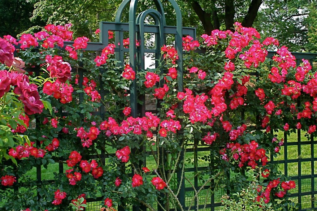 Varieties of roses: unique varieties of species for the garden and cottages