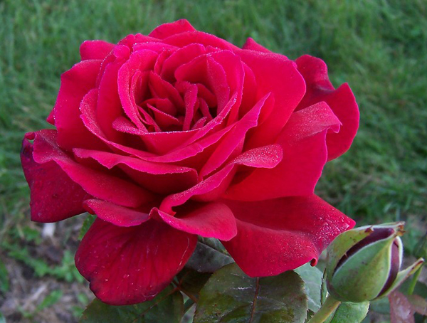 Varieties of roses: unique varieties of species for the garden and cottages