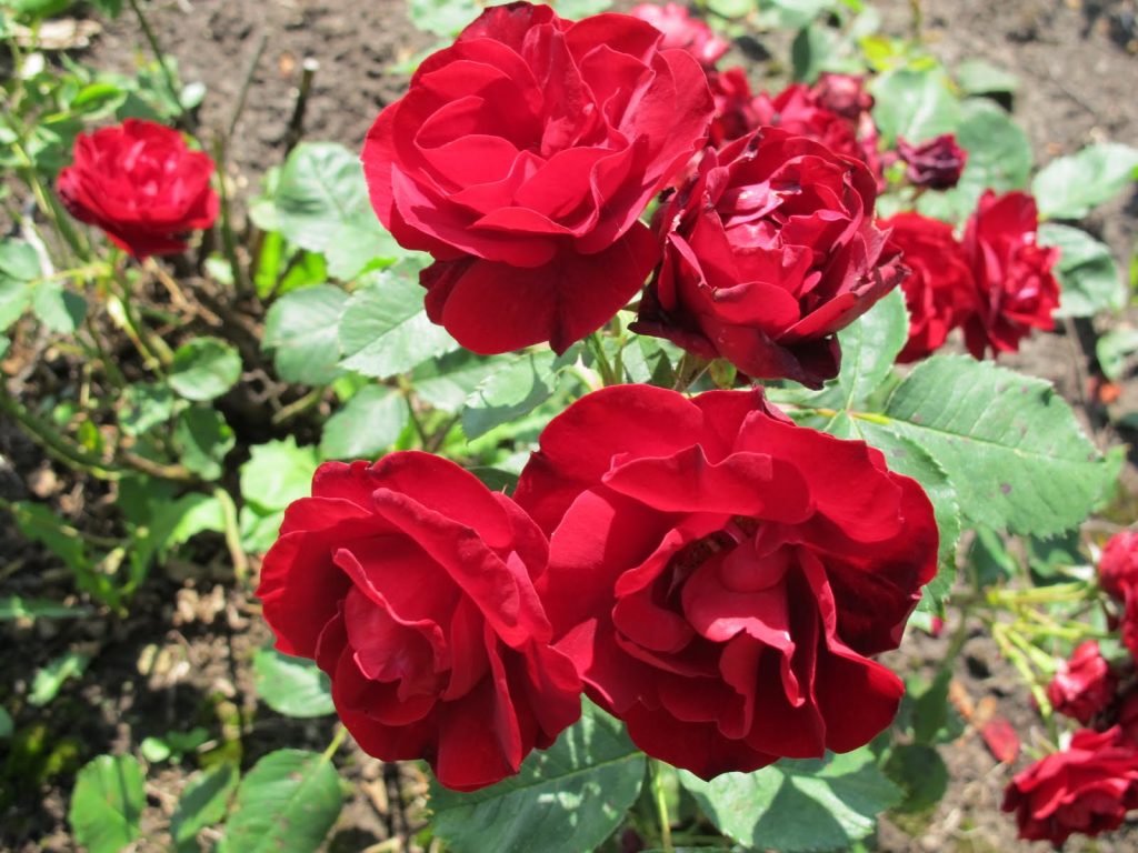 Varieties of roses: unique varieties of species for the garden and cottages