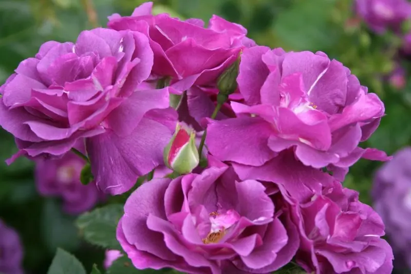 Varieties of roses: unique varieties of species for the garden and cottages