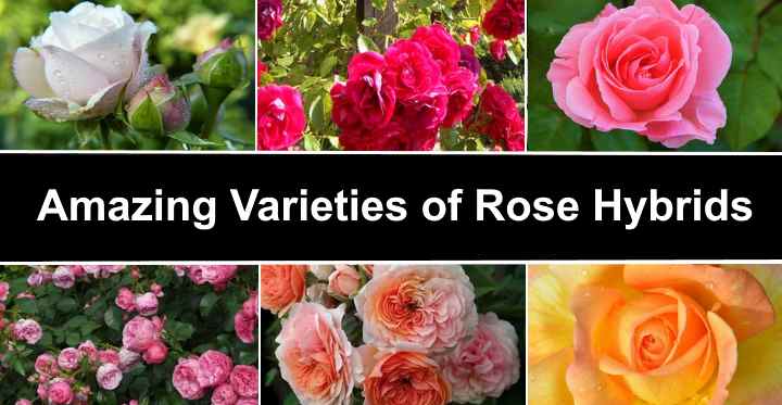 Varieties of roses: unique varieties of species for the garden and cottages