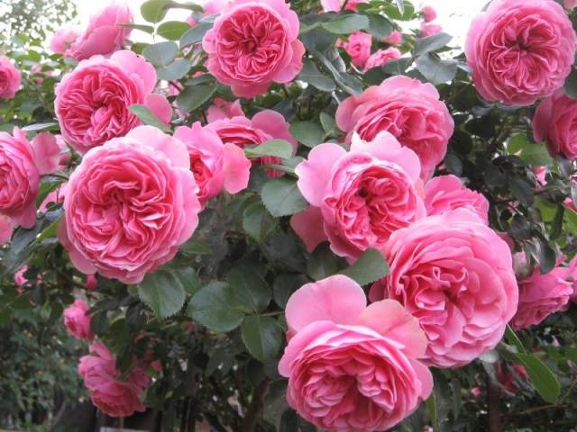 Varieties of roses with photos and descriptions – Healthy Food Near Me