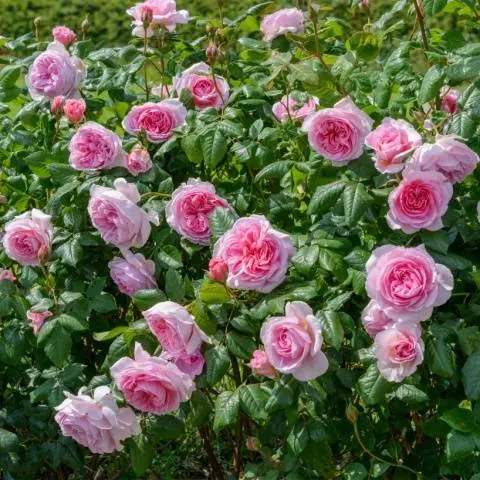 Varieties of roses with photos and descriptions