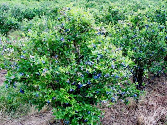 Varieties of self-pollinated honeysuckle: pollinators, at what distance to plant