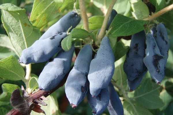 Varieties of self-pollinated honeysuckle: pollinators, at what distance to plant