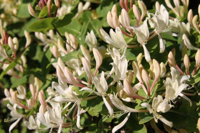 Varieties of self-pollinated honeysuckle: pollinators, at what distance to plant