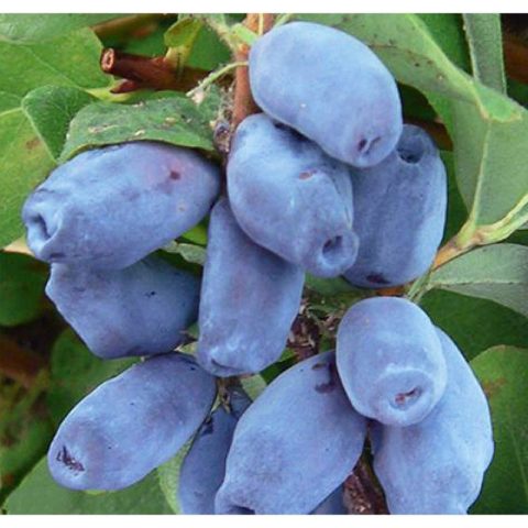 Varieties of self-pollinated honeysuckle: pollinators, at what distance to plant