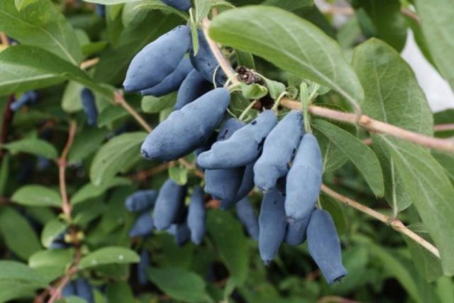 Varieties of self-pollinated honeysuckle: pollinators, at what distance to plant