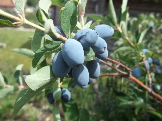 Varieties of self-pollinated honeysuckle: pollinators, at what distance to plant